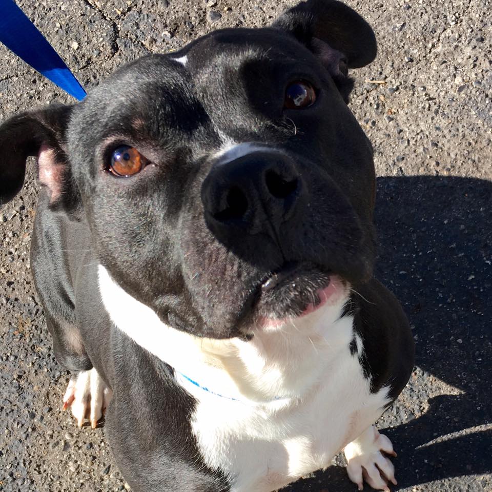 pittie looking up