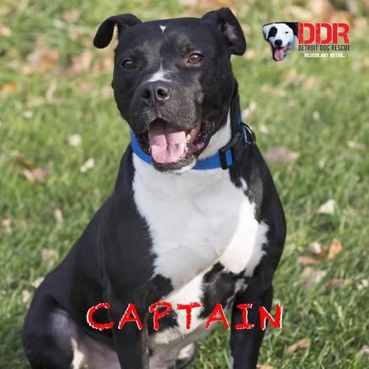 pittie named captain