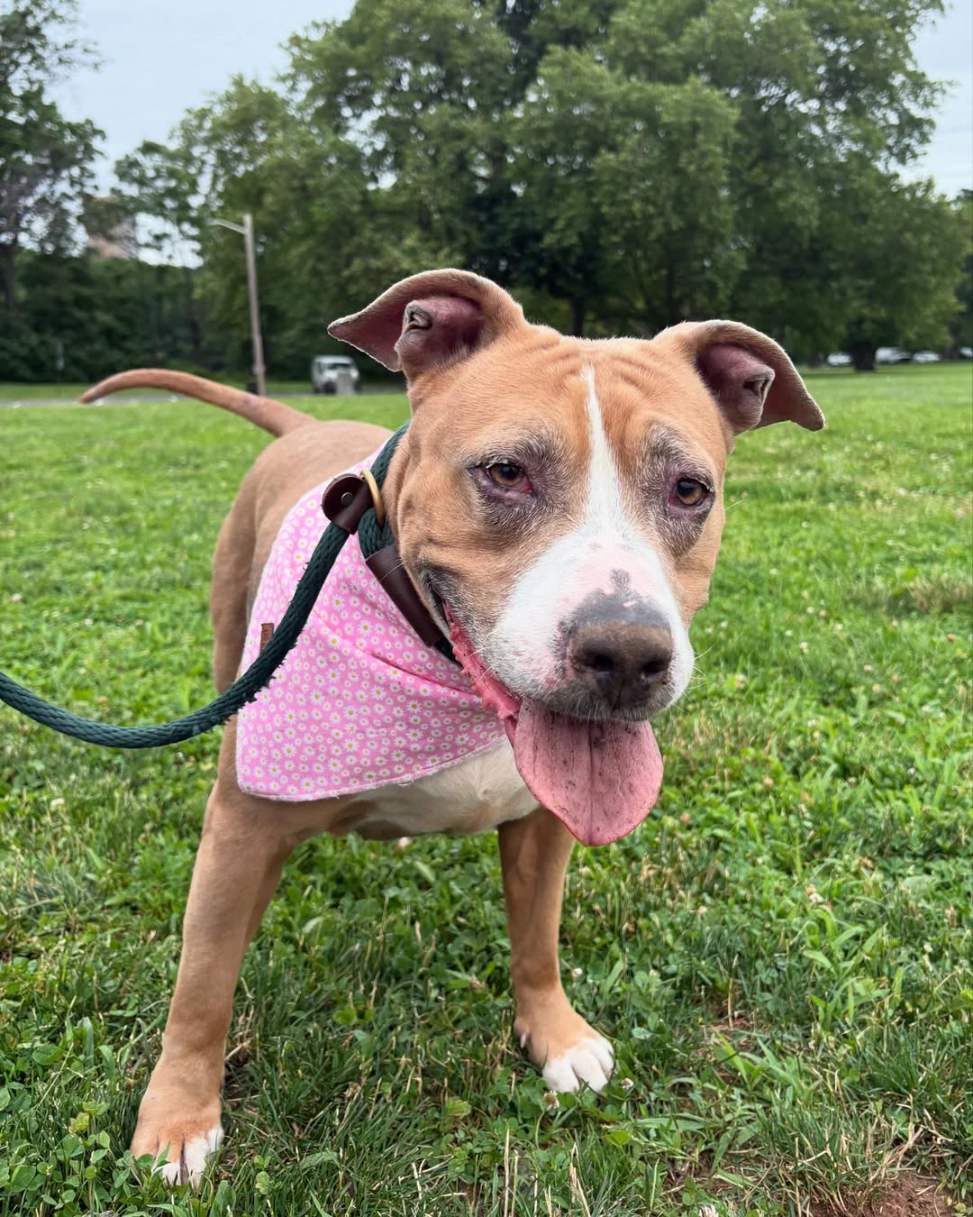 pittie on a leash
