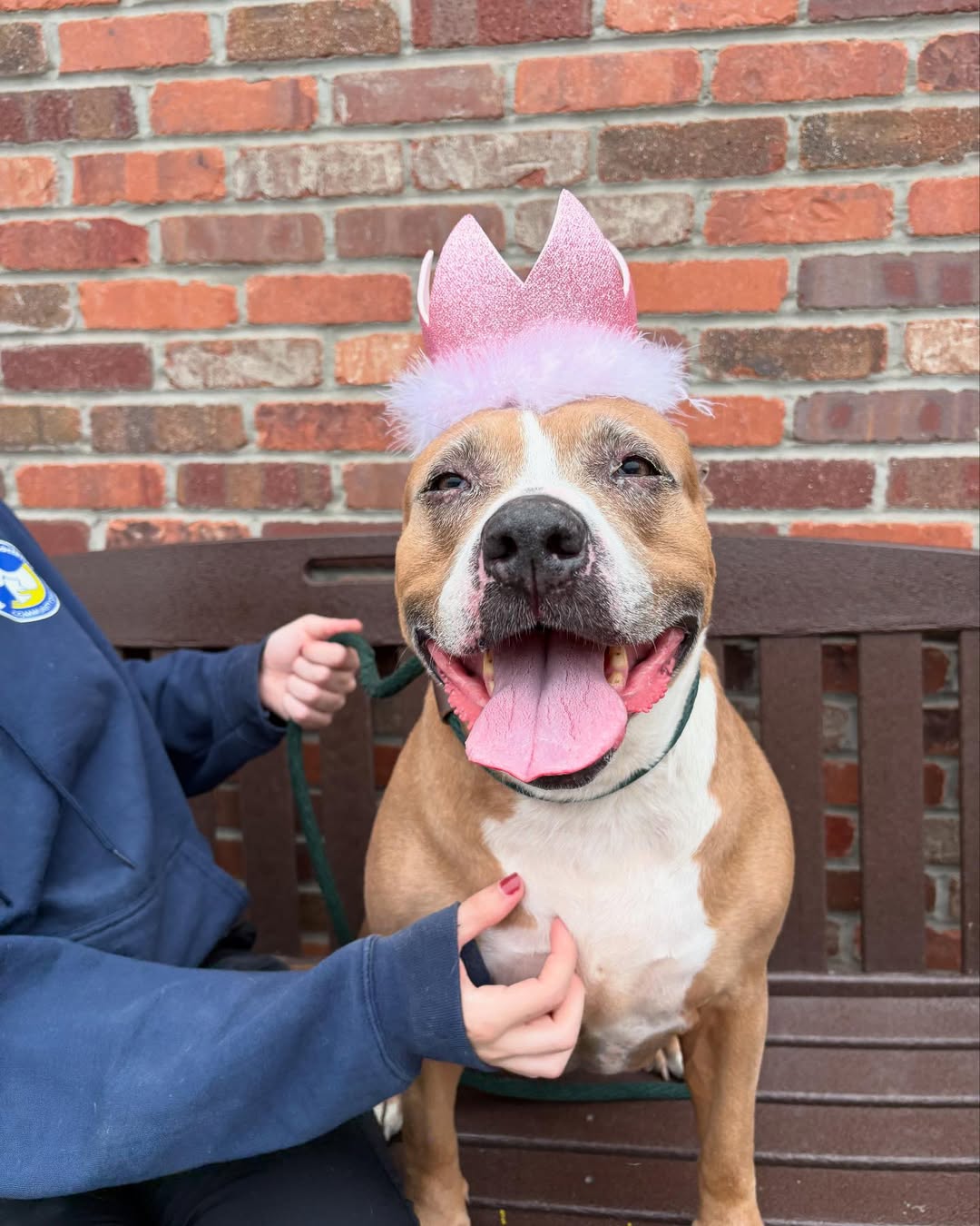 pittie wearing a pink crown