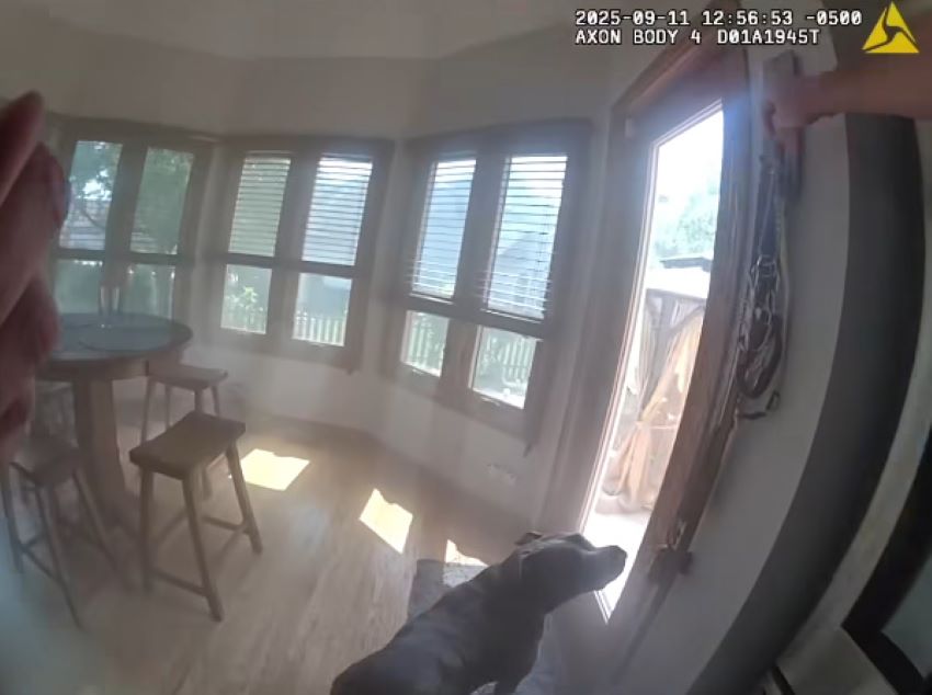 police dog in house