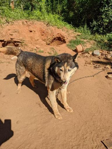 poor husky on a chain