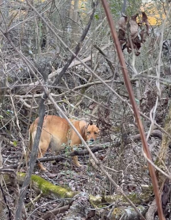 pregnant dog in forest