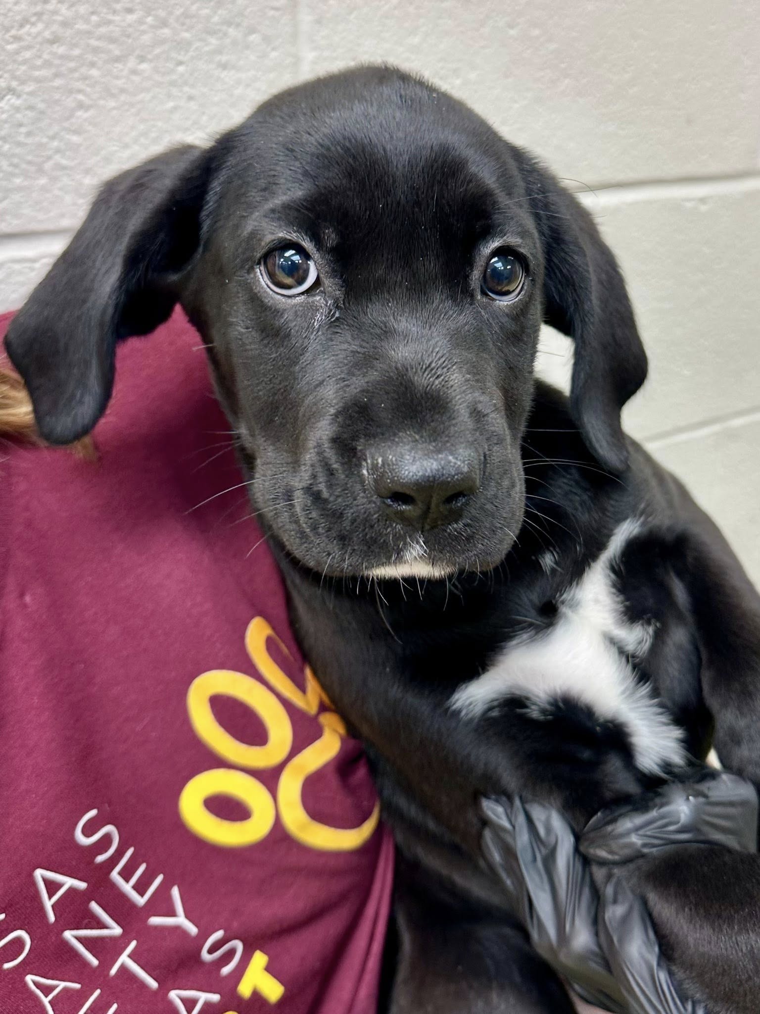 pretty black and white puppy 