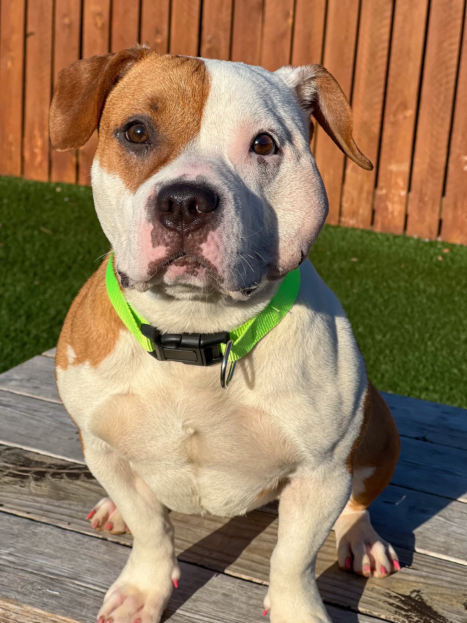 pretty brown and white dog
