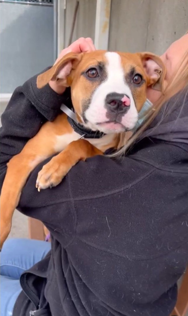pretty dog in woman's arms