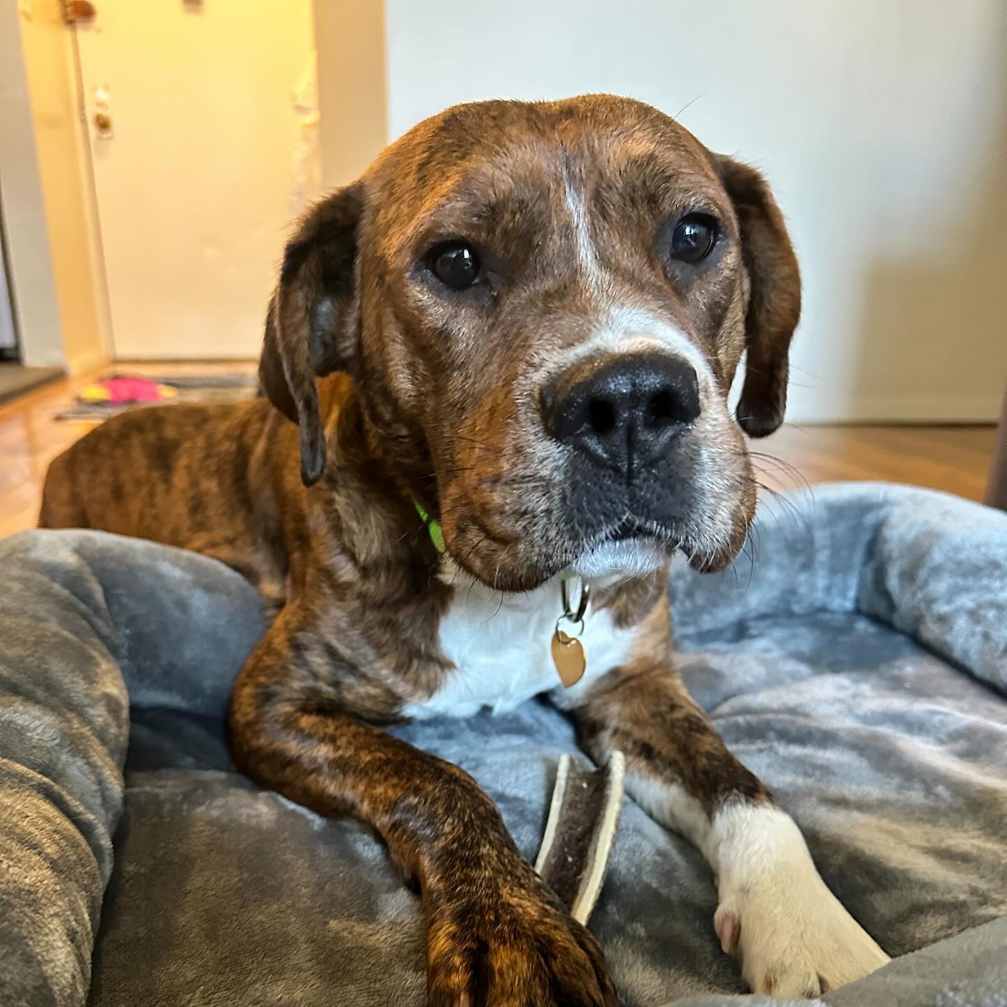 pretty dog lying on cozy bed 