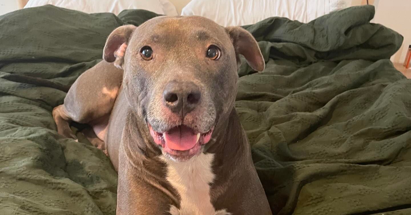 pretty dog on bed 