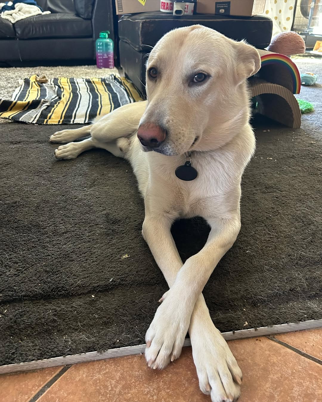 pretty dog on the floor