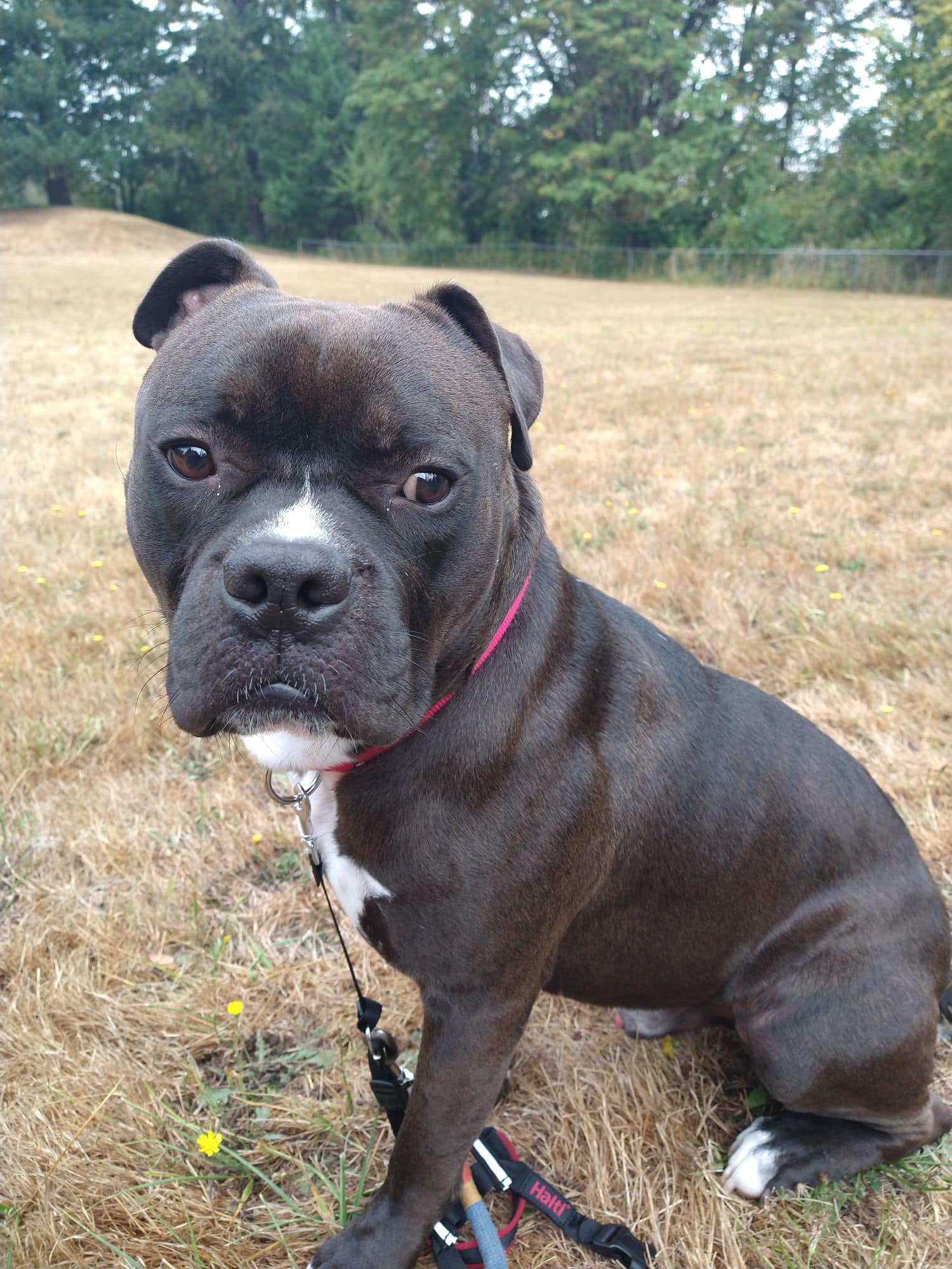 pretty dog outside 