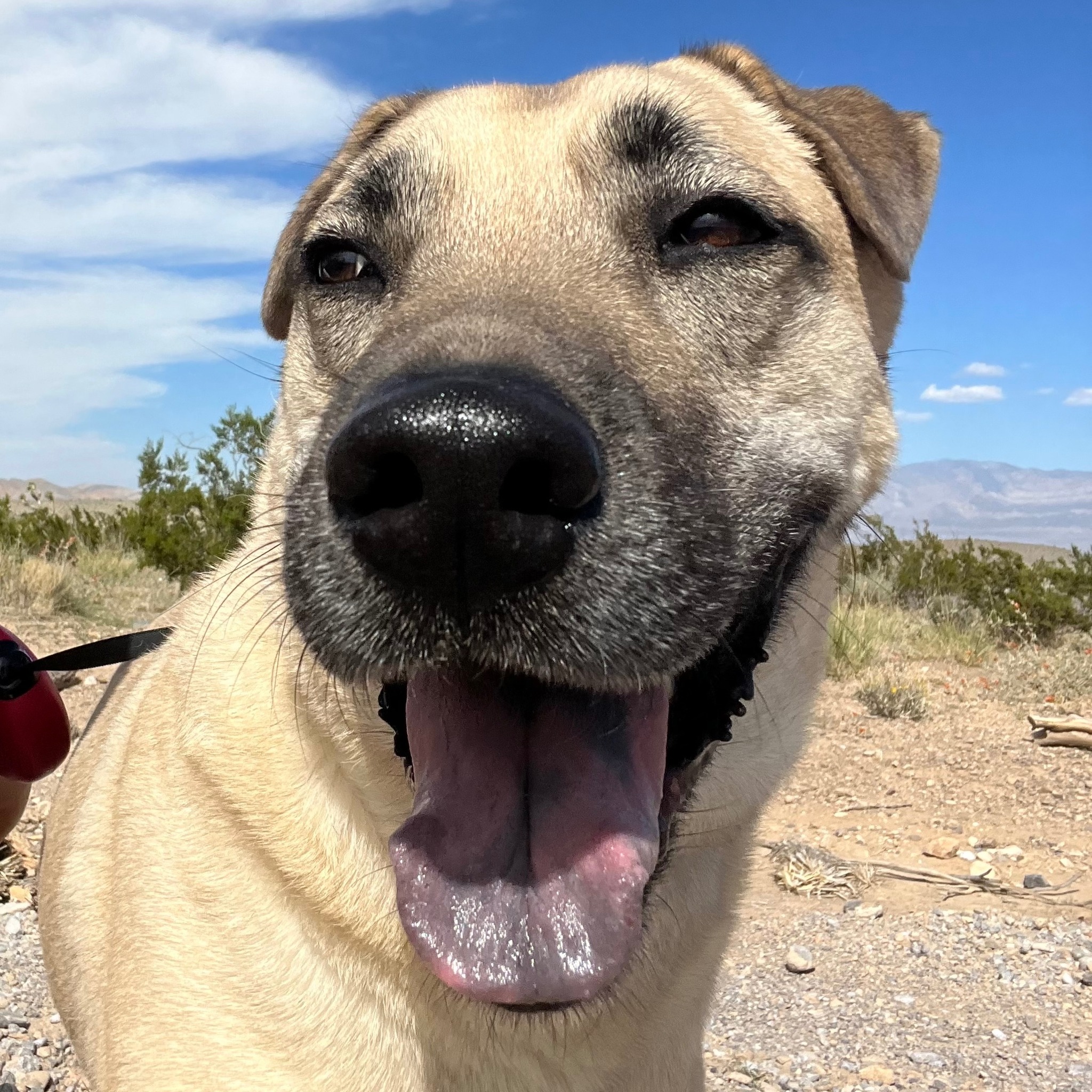 pretty dog smiling