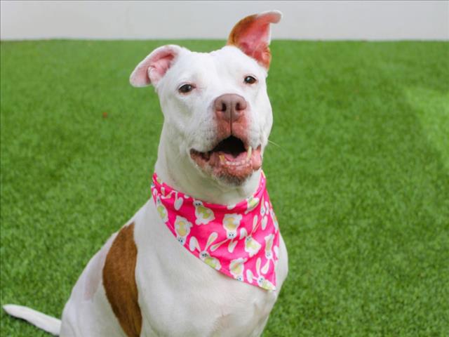 pretty dog with pink bandana 