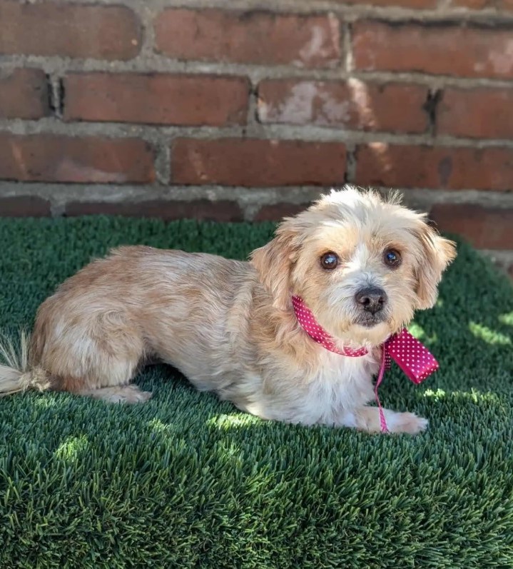 pretty dog with pink bow