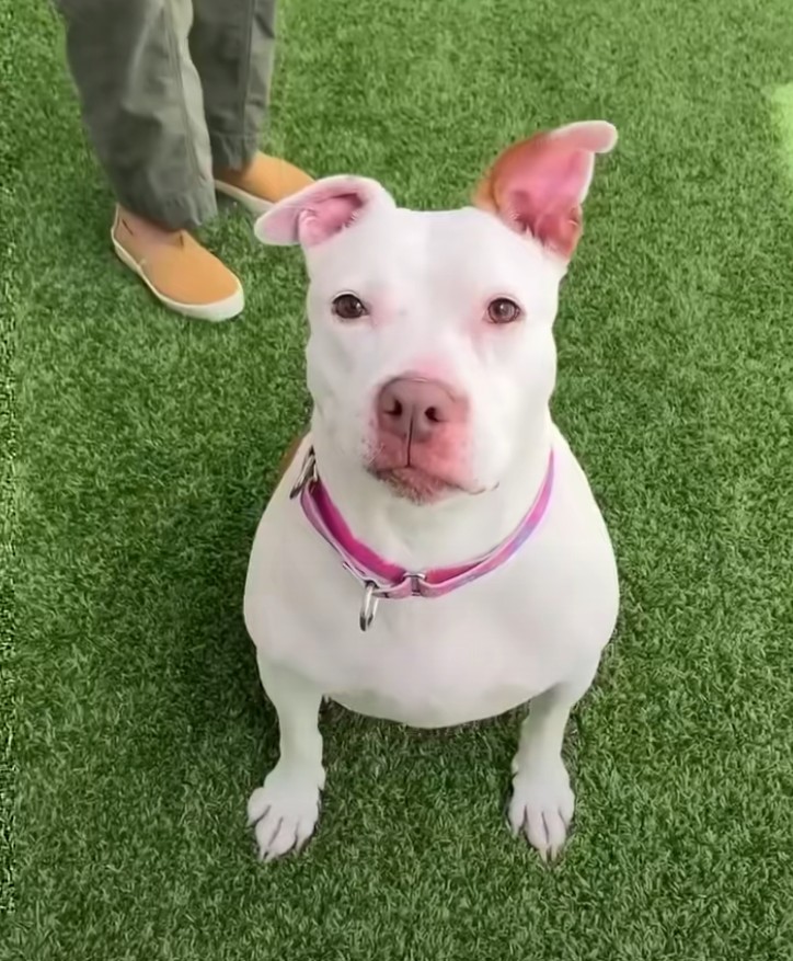 pretty dog with pink harness 