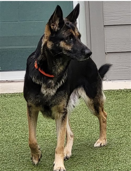 pretty german shepherd