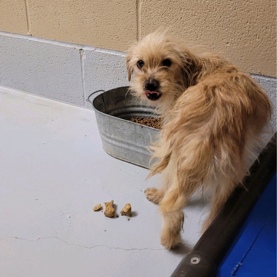 pup eating food 