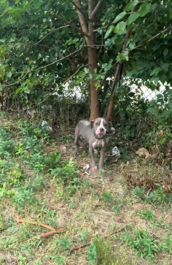 pup hidden in the forest