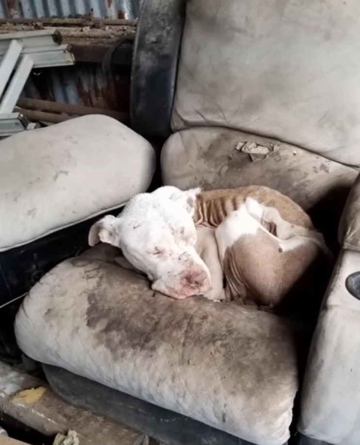 pup on an abandoned couch 
