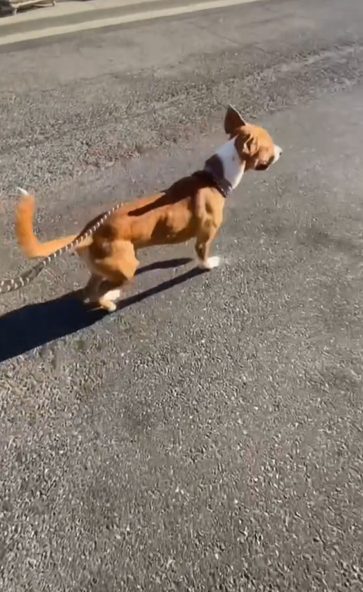 pup on leash walking