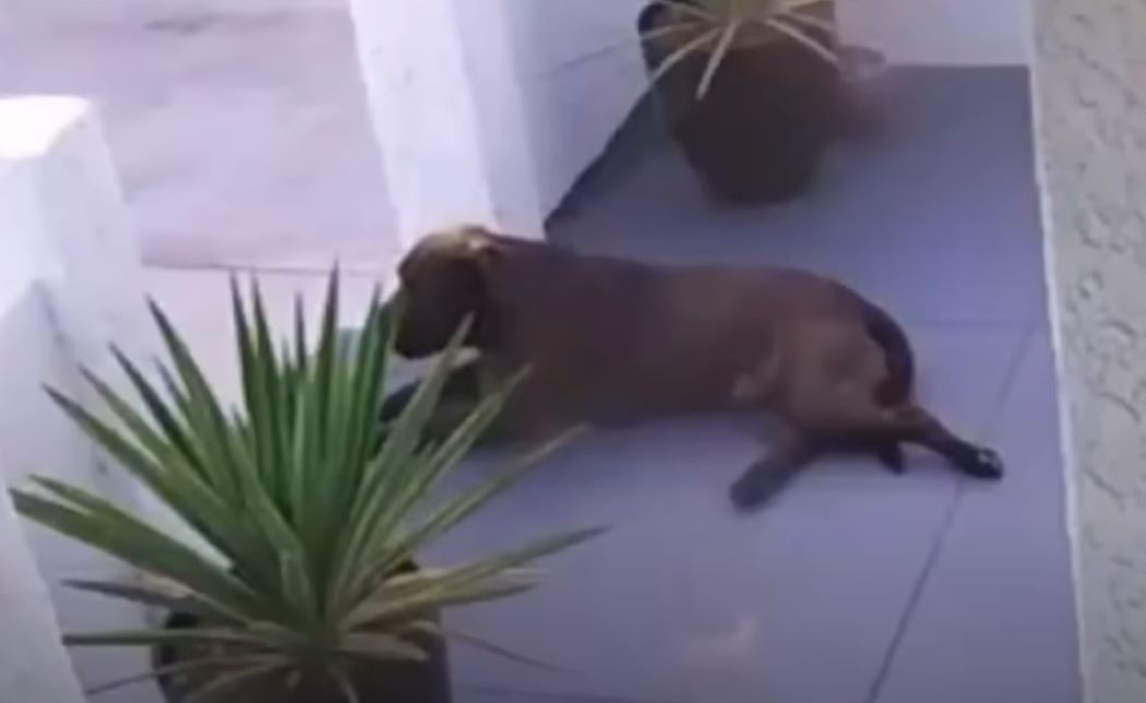 pup on the porch 