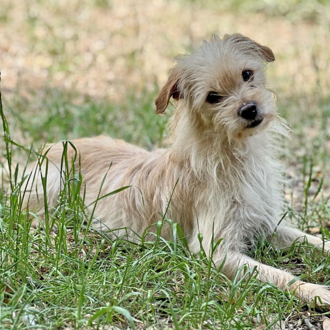 pup outside in grass 