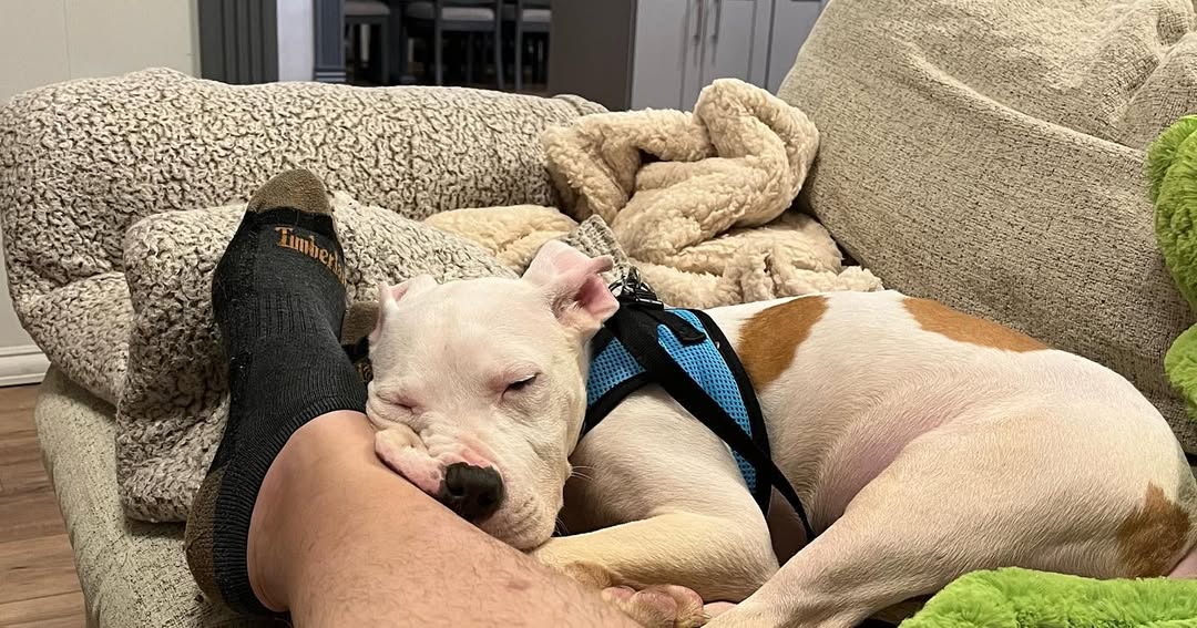 pup sleeping on man's leg 