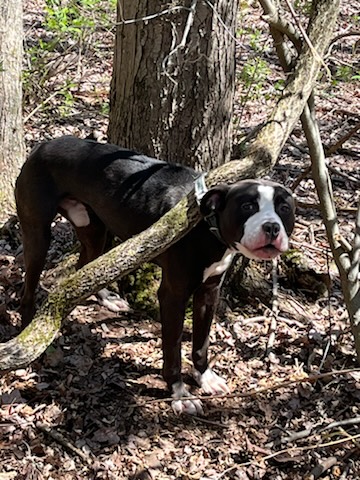 pup tied to a tree 