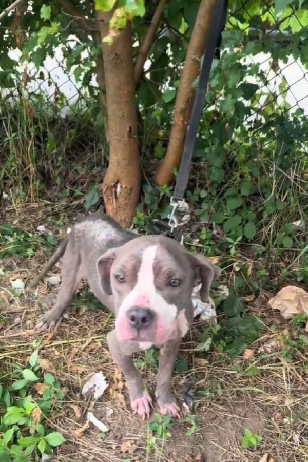 pup tied to a tree