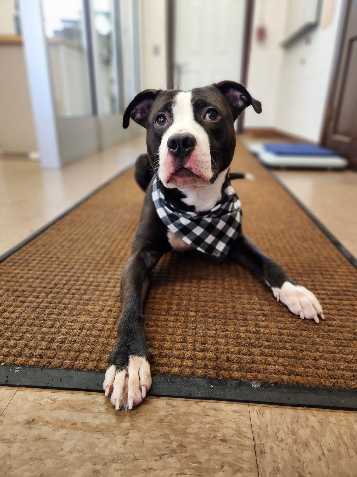pup with bandana 