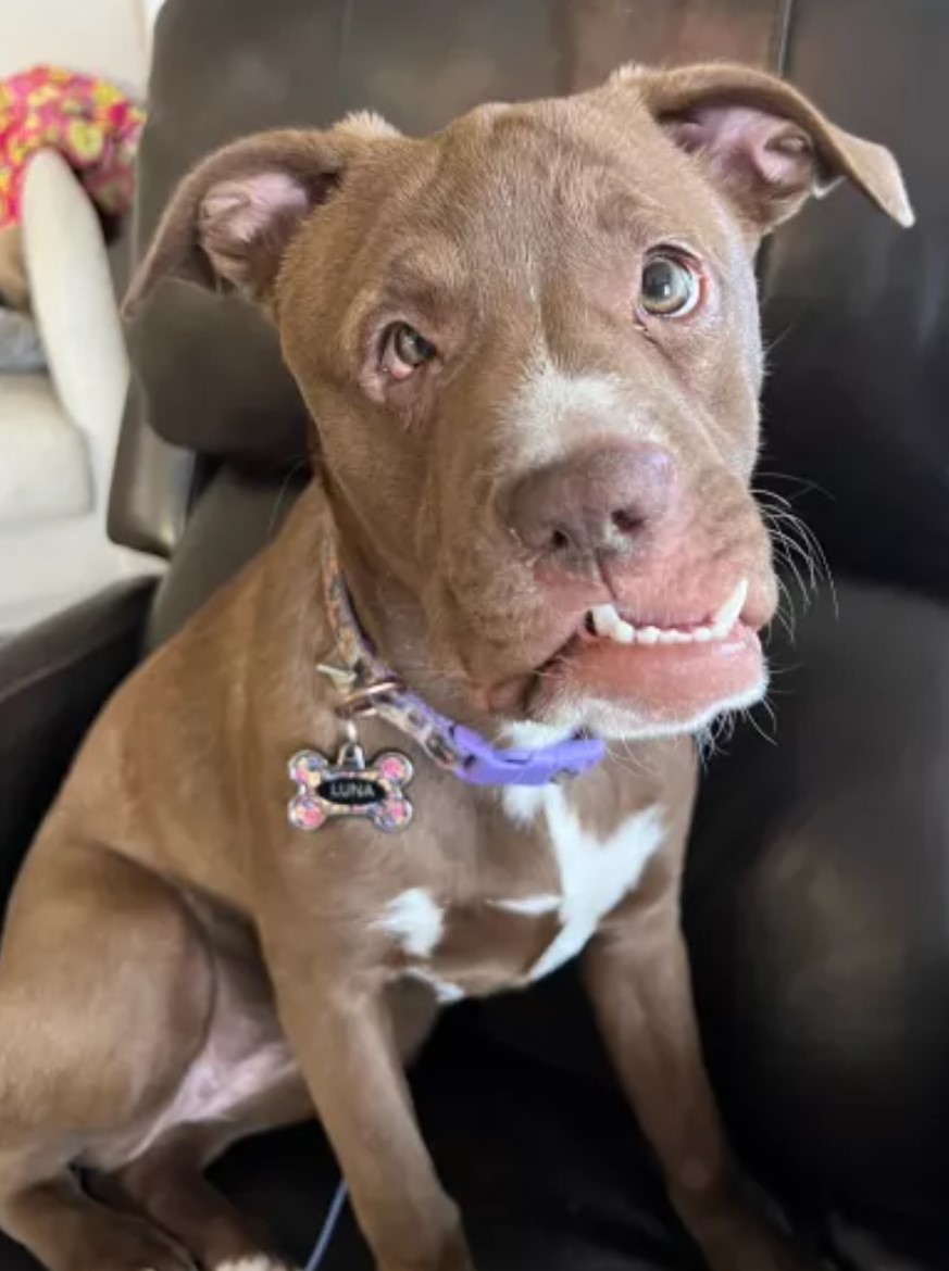 pup with crooked mouth 