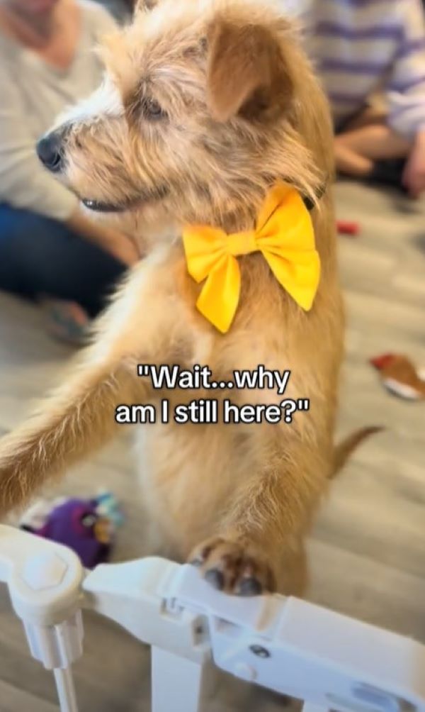 pup with yellow bow
