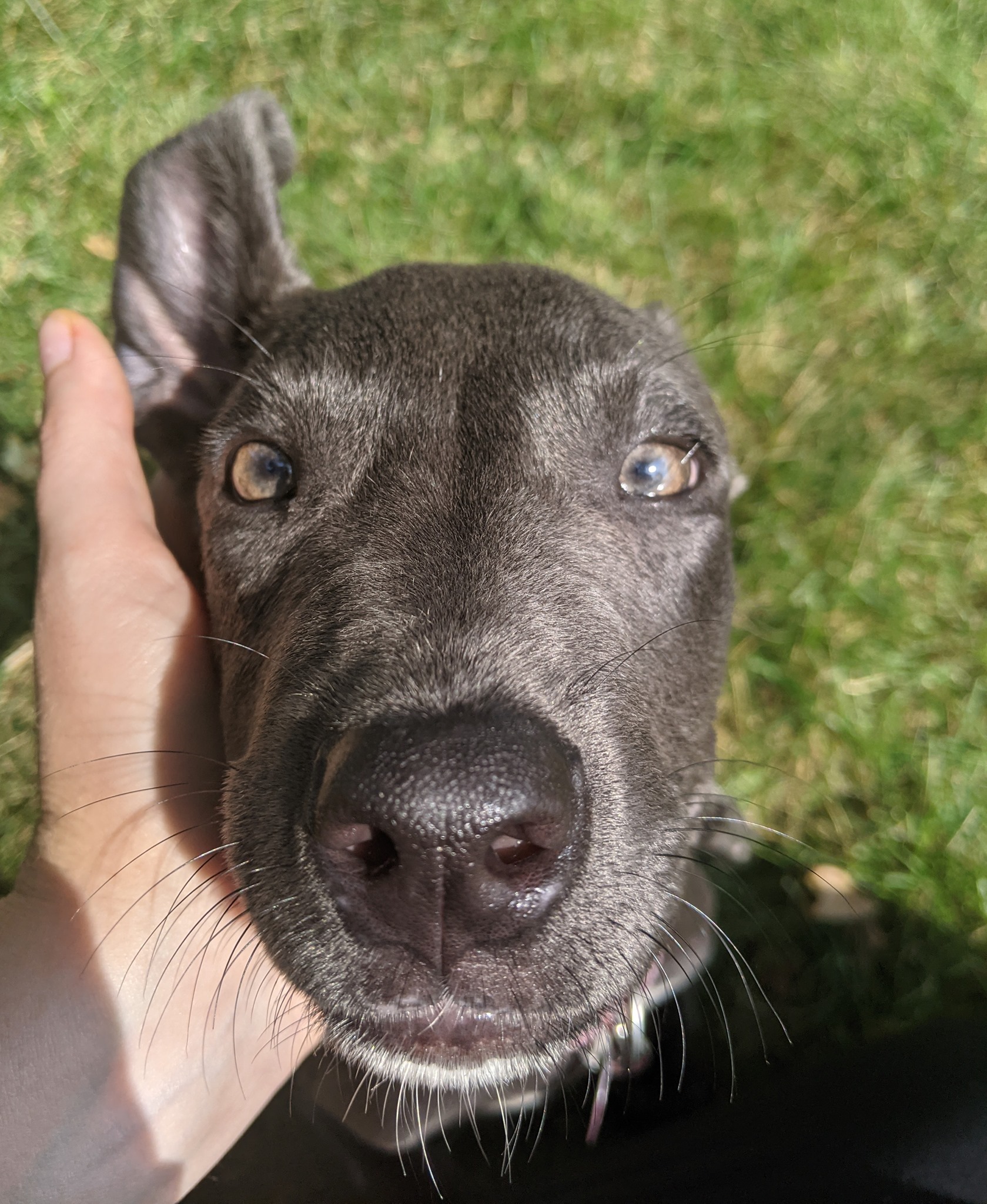 pup with beautiful eyes