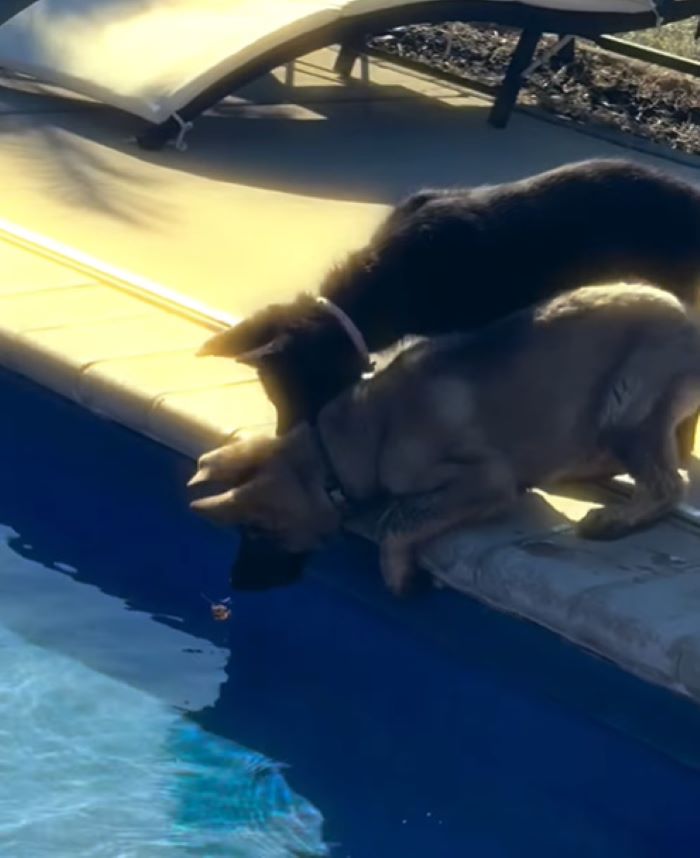 puppies drinking a water