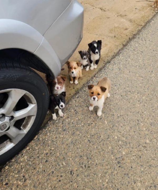 puppies hiding behind the car