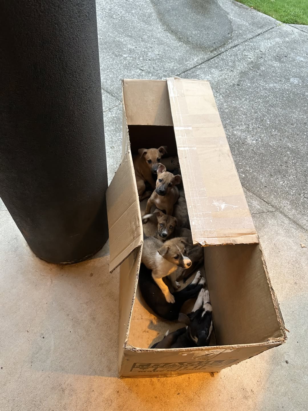 puppies in box