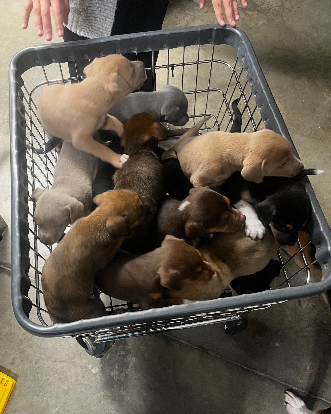 puppies in cart