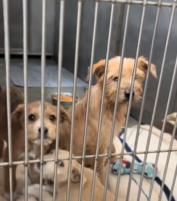 puppies in kennel