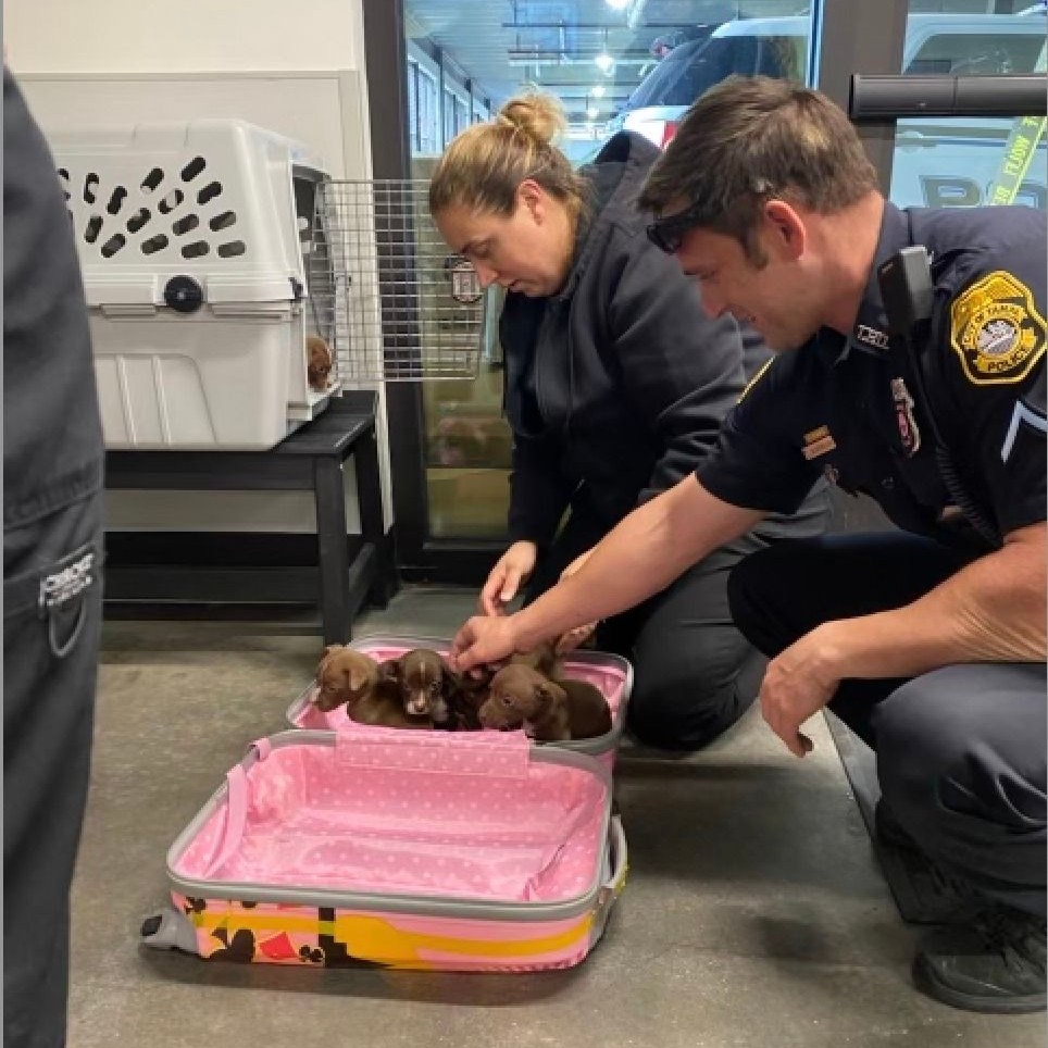 puppies in pink suitcase