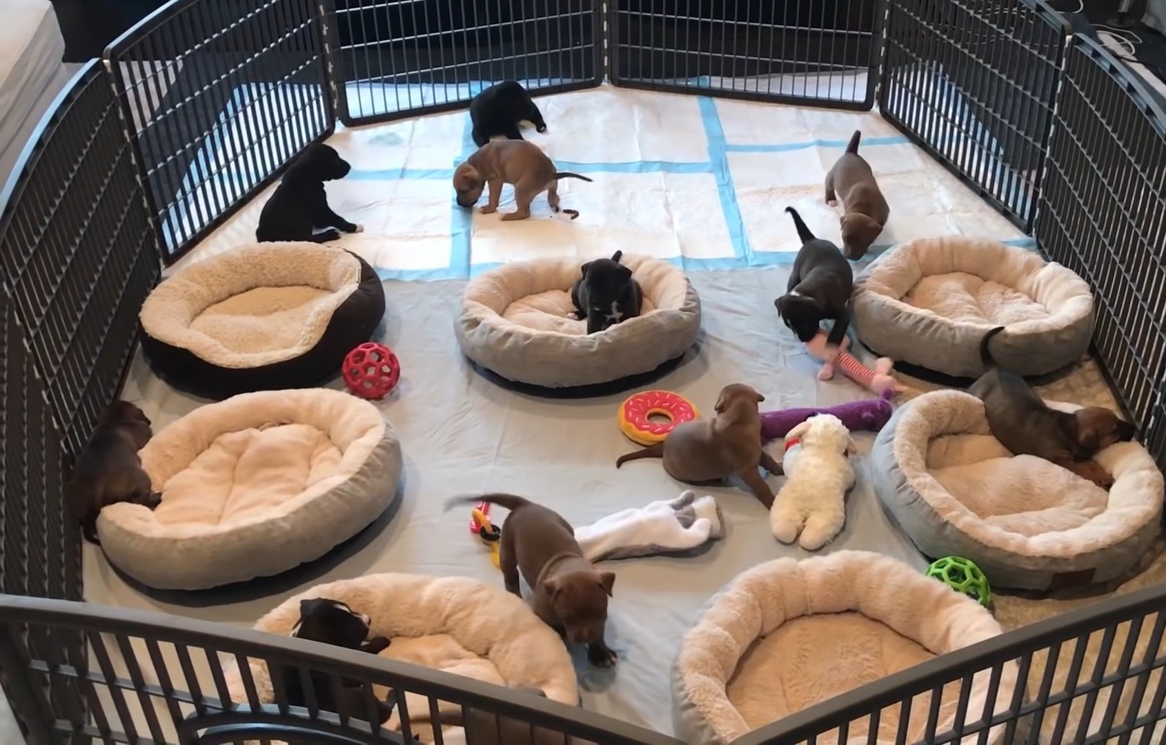 puppies in playground