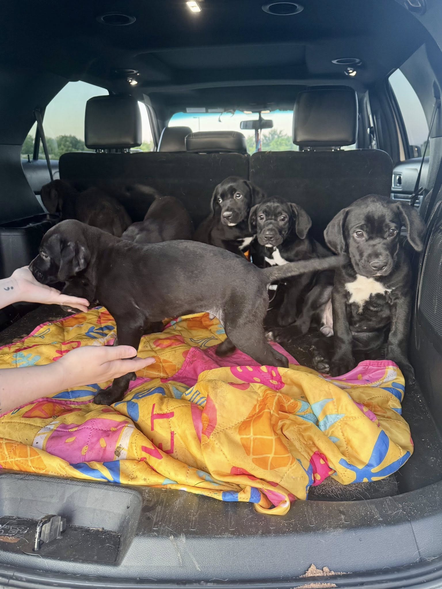 puppies in the booth of the car 