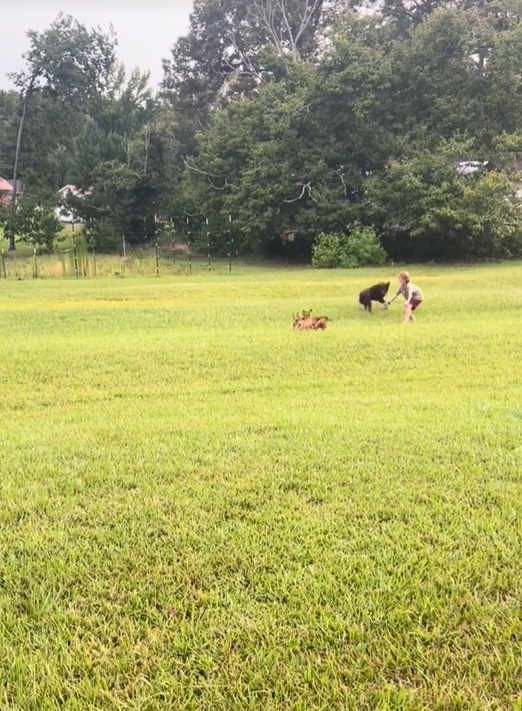 puppies in the garden 