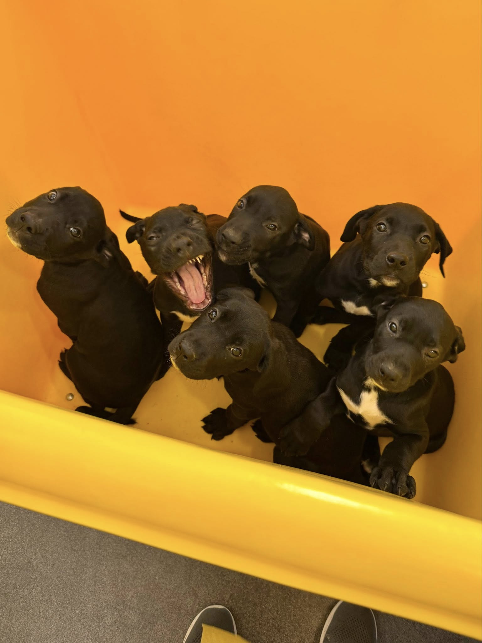 puppies in yellow bucket 