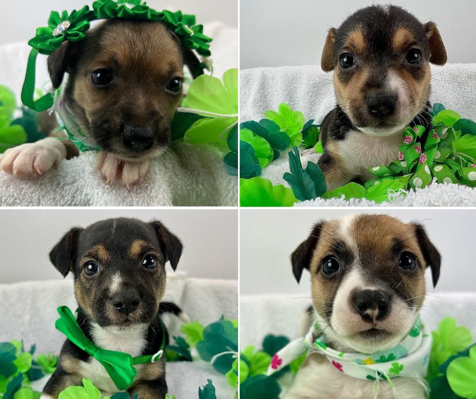 puppies with green decorations 