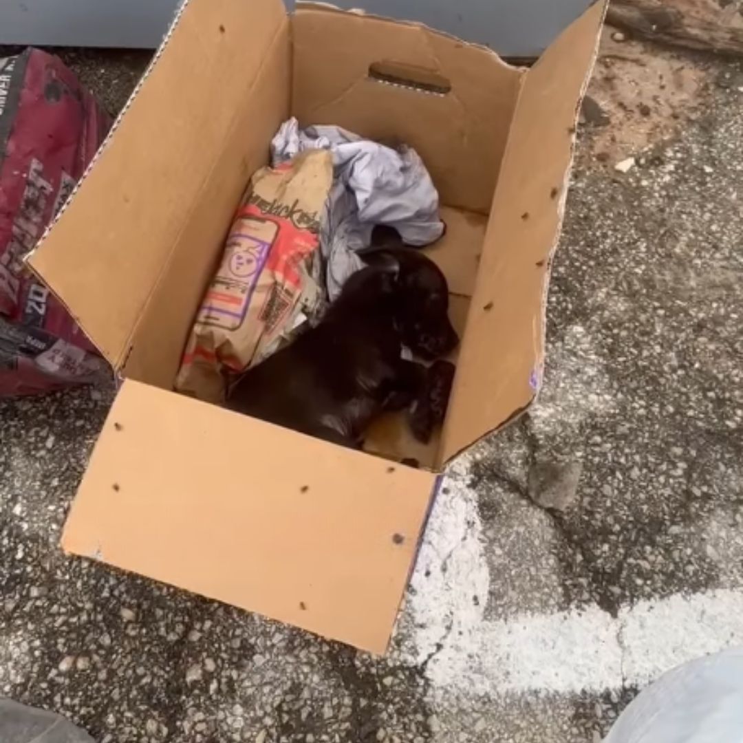 puppy in a cardboard box