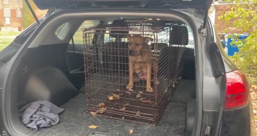 puppy in a crate in the car