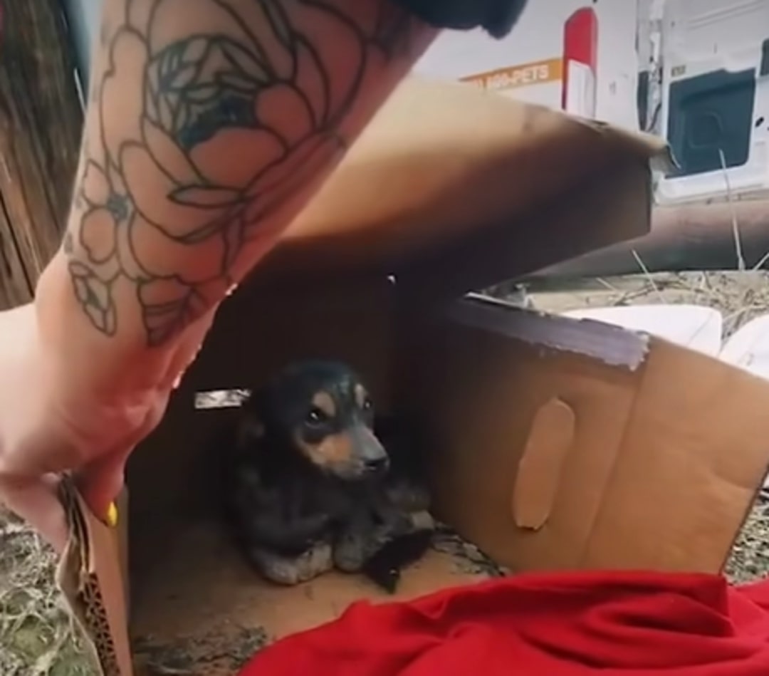 puppy in a small cardboard box 