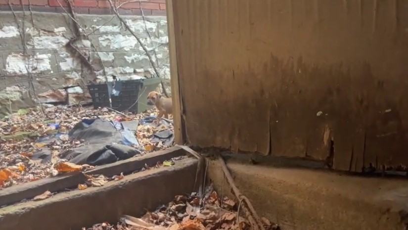 puppy in an abandoned place