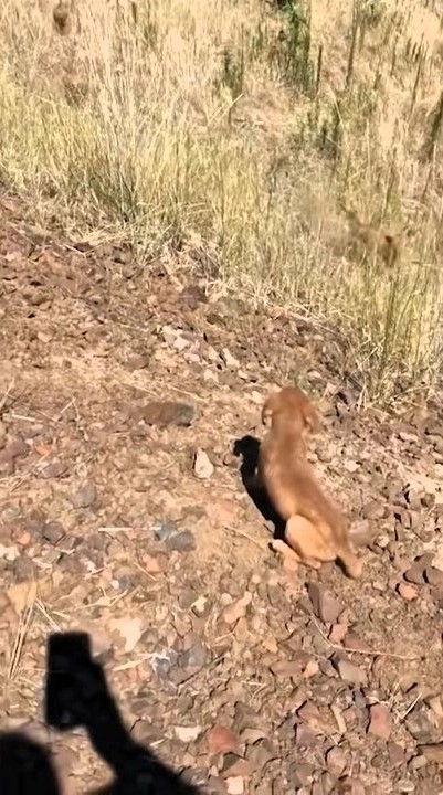 puppy in nature 