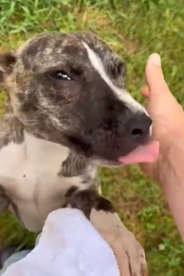 puppy licking persons hand 