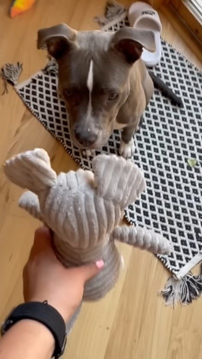 puppy looking at toy